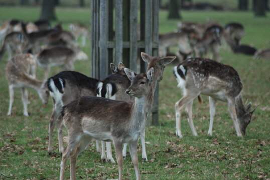 Stado jeleni daniela wypasających się w parku
