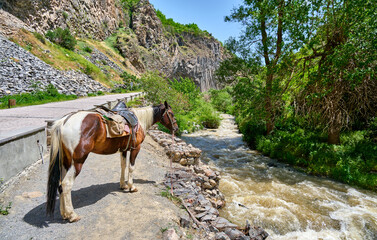 horse in the garni gorge, armenia