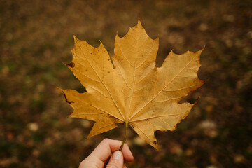 A person holds a yellow maple leaf against a blurred forest background in autumn. Symbol of nature, fall, and peaceful outdoor atmosphere