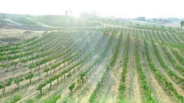 Aerial Drone Flight View Over Lush Grape Vineyard Countryside of Temecula, California.