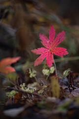 Red autumn leaves in dark forest background