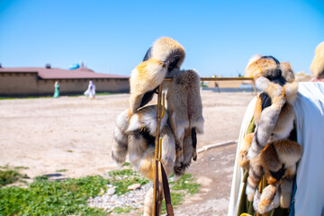 Fox fur hat, national Kazakh headdress Malakhai. Traditional men's hat of Kazakh nomadic peoples.