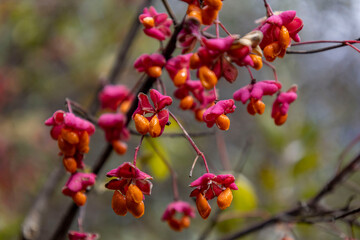 Vibrant flower of Euonymus europaeus (dogwood) tree in Autumn