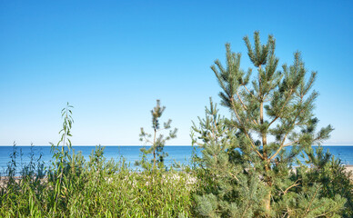 Coastal vegetation by the beach in Miedzyzdroje, Poland.