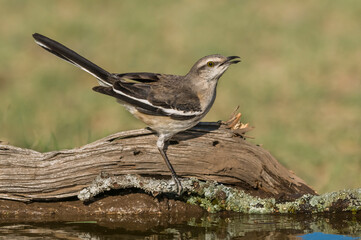 White banded mokingbird, in spinal forest environment , Pampas, Argentina.