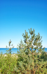 Coastal vegetation by the beach in Miedzyzdroje, Poland.