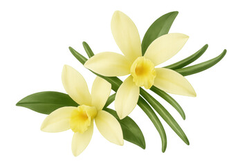 Fototapeta premium Vanilla orchid flowers blooming with green leaves, fragrant natural spice ingredient, transparent background