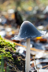 an inedible dung mushroom in an autumn forest