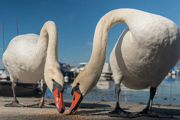 Close-Up of Mute Swan Feeding Near the Shore of Lake Geneva, Switzerland.