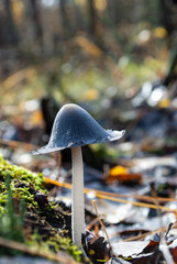an inedible dung mushroom in an autumn forest
