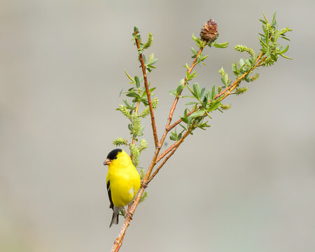 An American Goldfinch sways on a branch.