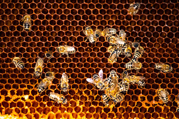 Close-up view of honeybees working on a honeycomb filled with golden wax cells. The bees crawl across the hexagonal pattern, collecting nectar and maintaining the hive’s structure.