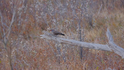 red sign, northern flicker, woodpecker on a tree, tree, forest, nature, wood, autumn, outdoors,...