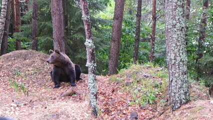 Fototapety na wymiar - Fototapeta24.pl