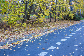 Empty autumn park pathway covered with fallen yellow leaves during golden season in Warsaw Poland. High quality photograph.