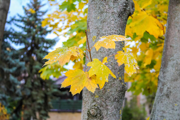 Bright yellow autumn maple leaves on branch with green background in Warsaw city park during fall season. High quality photograph.