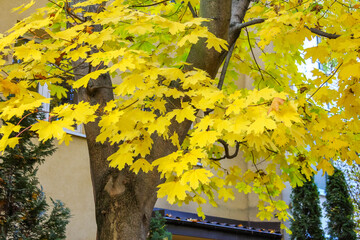Close-up of vibrant yellow maple leaves on tree branches during peak autumn foliage in Warsaw park. High quality photograph.