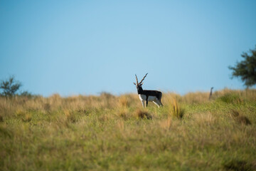 Fototapeta premium Blackbuck Antelope in Pampas plain environment, La Pampa province, Argentina