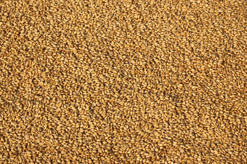 Wheat grain background texture background