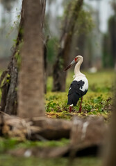 Maguari Stork, La Estrella Marsh, Formosa Province, Argentina