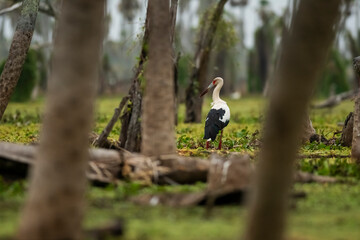Maguari Stork, La Estrella Marsh, Formosa Province, Argentina