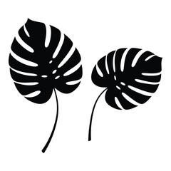 Monstera leaves tropical plant foliage summer botany nature illustration vector