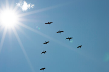 airplane in the sky