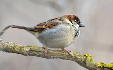 Sparrows (Passer) are sitting on a branch