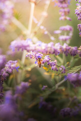 bee on flower