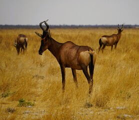 Fototapeta premium Group of hartebeests, also known as kongoni or kaama, with curved horns. The antelopes are standing in the savannah surrounded by dry yellow grass in Etosha National Park in Namibia. Alcelaphus busel