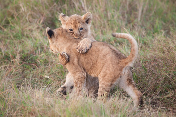 Playful lion cubs climbing and hugging each other