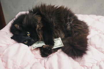 A funny fat, fluffy black cat lies on the sofa, hugging dollars. A symbol of money, passive income, relaxation, and laziness. The concept of a rich and lucky person.