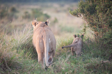 Lioness with baby walking together away from the camera