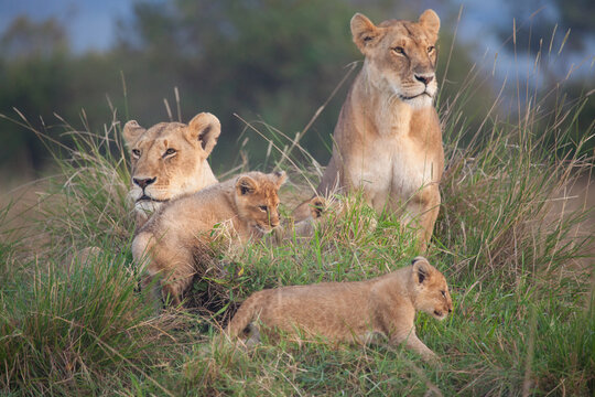 A family of lions rest in the green grass of the Masai Mara in Kenya, Africa