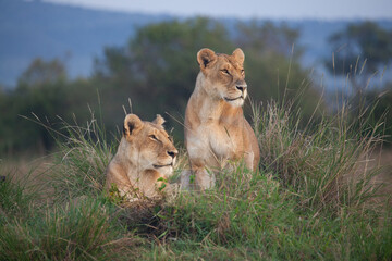 Two lionesses in Africa, sit atop a grassy mound, scanning the plains of the Masai Mara for potential prey