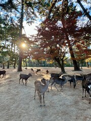 deer in Nara park, Japan