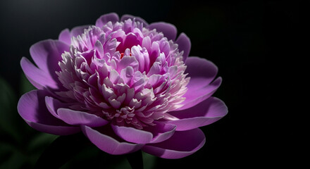 Obraz premium Stunning vibrant pink peony flower blooming with delicate petals against a dark dramatic background, perfect for spring and summer themes.