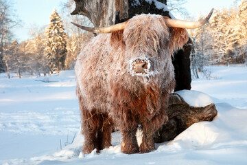 Bull ox in winter. Scottish highland cattle in extremely cold winter.