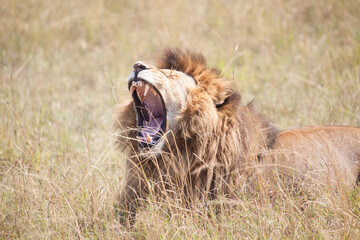Roaring lion in the grass