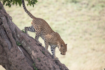 Leopard climbing down a vertical tree head first in Africa