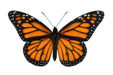 Fototapeta premium Monarch butterfly spreading its orange and black wings, representing transformation and nature on transparent background