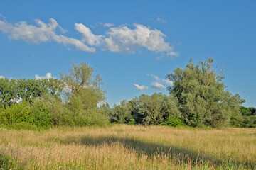 Obraz premium Summer landscape in the marsh in Bourgoyen nature reserve, Ghent, Flanders, Belgium 