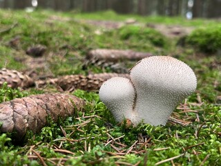 White puffball growing on moss in the forest
