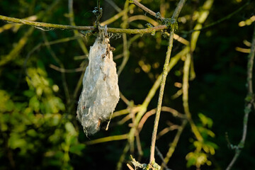 Closeup of the fluffy white cocoon of a moth caterpillar on a n oak twig, selective focus - Lepidoptera 