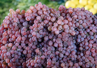 Ripe grapes at bedouine market in El Quseir