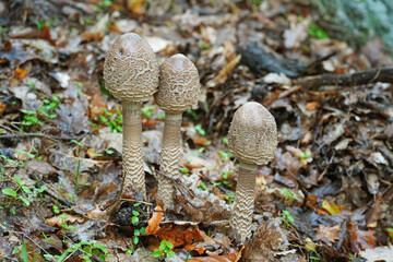 Three colorful umbrella mushrooms of the Champignon family in autumn Fruit bodies cap-and-stem mushrooms flora nature