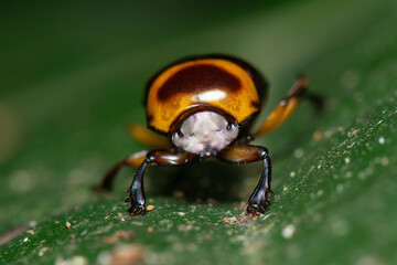 Macro close-up of tropical dung beetle with glossy brown and yellow shell on green leaf