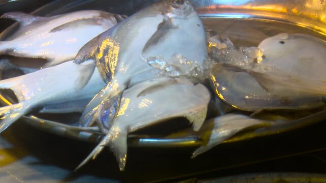 Fresh silver pomfret fish displayed for sale