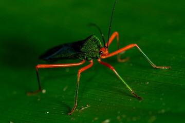 Vivid green and orange leaf-footed bug on tropical rainforest leaf