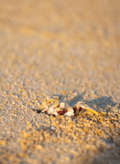 A crab on the beach is running on the white sand. Exotic animals in the resorts of tropical islands. The concept of a beach holiday in the tropics.